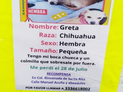 Greta chihuahua perdida